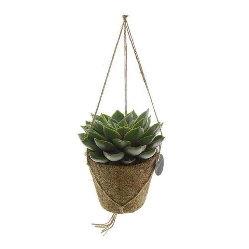 Hanging plant - Image 2